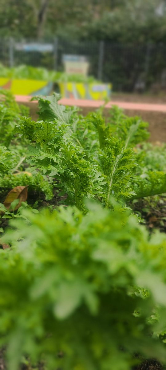 progresslondon's tweet photo. Legacy building. Future leaders. Future food.
#TheBiggerPicture #Seed2Plate #Seed2Seed #FutureFood #Time4Progress #SocialChange #Global #Heritage #ResilienceGardening #ResilienceArts #ResilienceFilm #Organic #SelfSustainability #Empowerment #Dignity #HumanCommunity https://t.co/tCJGUSXQ0c