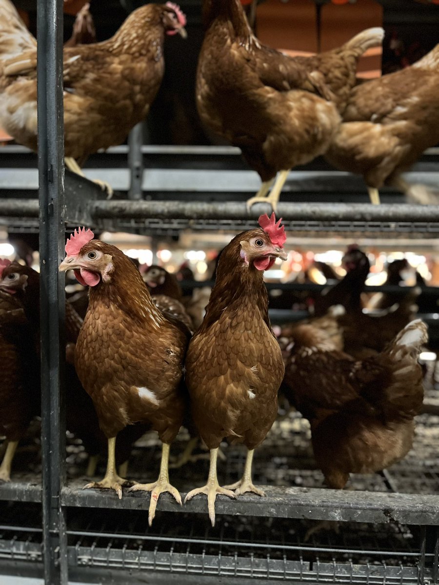 HarrietSmith7's tweet photo. A month ago I moved to NZ… to find some more chickens! Where has the time gone! 🇳🇿🐓#CareerDevelopment #poultry #eggs https://t.co/Ptgc9A8OHP