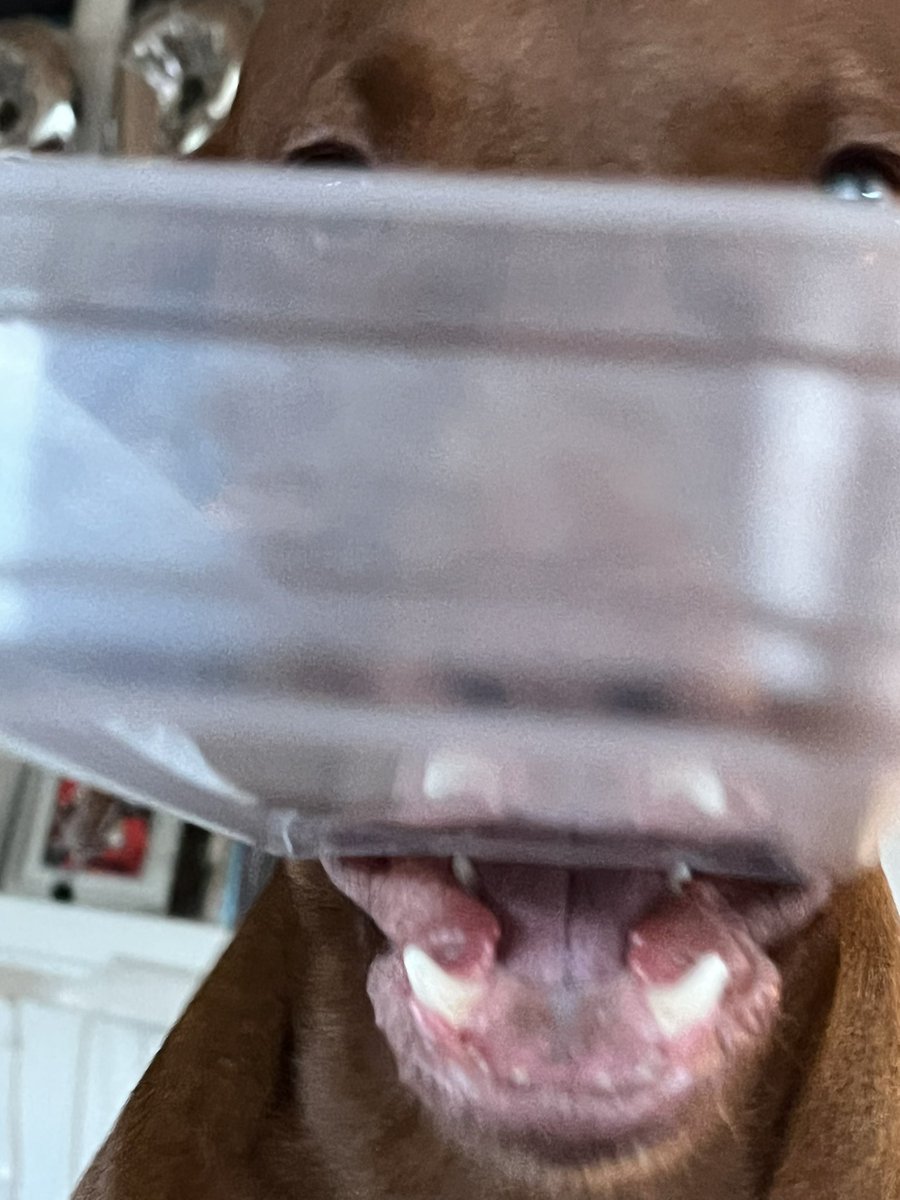 Like a child with two pot lids, Freddie is racing about the house making his prize go CLACK CLACK CLACK!!!! And occasionally shoving it into your face. #dogs #dogsoftwitter #vizsla