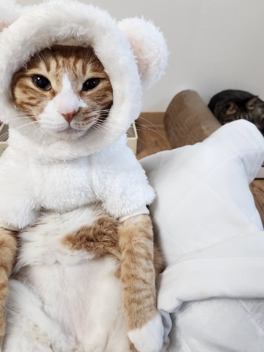 bblminsung's tweet photo. [221119] LK 5:42pm kst

🐱 super cute right https://t.co/S0515Qb6Zp