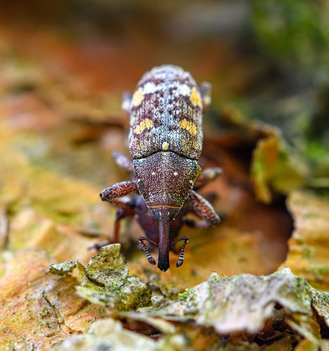 Large pine weevil (Hylobius abietis).
---
#weevil #largepineweevil #pineweevil #facet #couple #insect #macro_perfection #animal #wildlife #details #nature #macro_mood #macrophotography #macrophoto #macro #closeup #photo #photographer #photography #фото #m_hladchenko