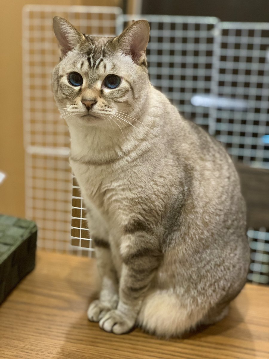 おすまししてますけどお腹のお肉がたっぷんしてます、、笑

#猫 #猫好きさんと繋がりたい #保護猫