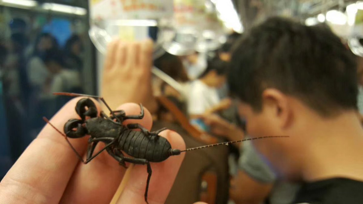 mrcjhoward's tweet photo. Callback to that time I didn't have a container and took a whip scorpion on a 45 min subway ride back home. These cuties are so docile @crevicedwelling https://t.co/6IRqV0EWSg