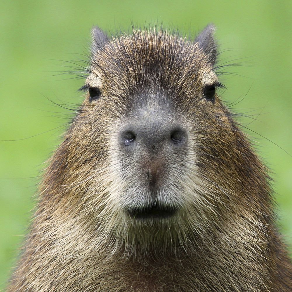 tumblr's tweet photo. whats your third favorite animal?
ours is a capybara :) https://t.co/vhaY1iE1Nv