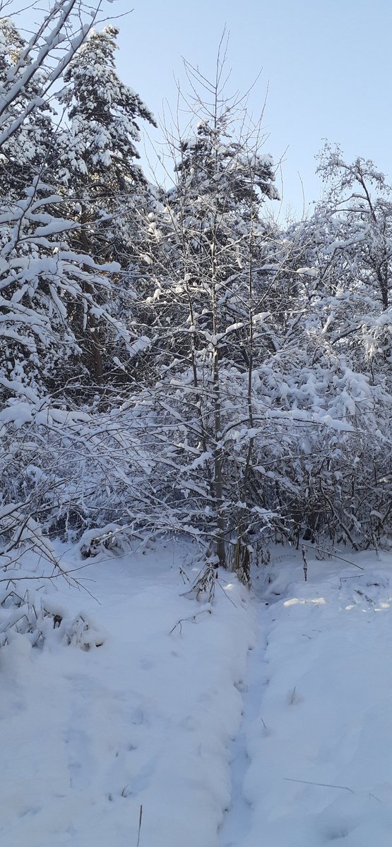 ❄🌲