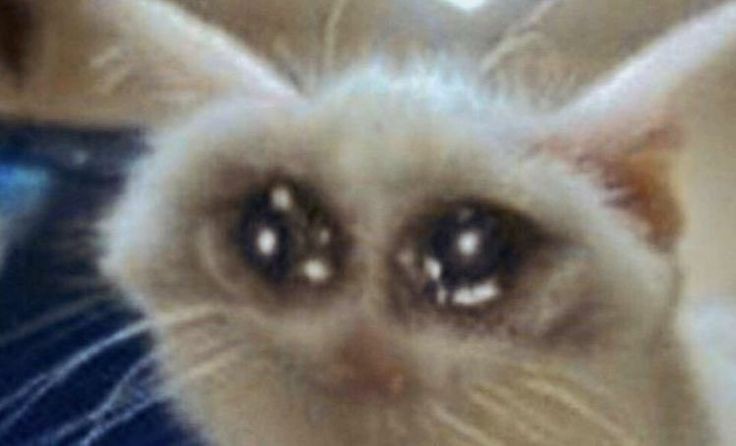 moved (pinned) (@hovseofx) on Twitter photo 