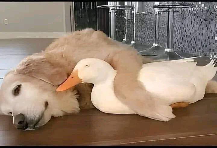هيا عارفه أنه كلب بس مرتاحه معاه.