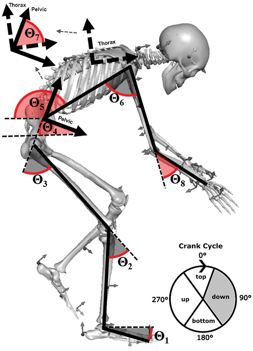 𝗧𝗵𝗲 𝗲𝗳𝗳𝗲𝗰𝘁 𝗼𝗳 𝘃𝗶𝗯𝗿𝗮𝘁𝗶𝗼𝗻 𝗼𝗻 𝗸𝗶𝗻𝗲𝗺𝗮𝘁𝗶𝗰𝘀 𝗮𝗻𝗱 𝗺𝘂𝘀𝗰𝗹𝗲 𝗮𝗰𝘁𝗶𝘃𝗮𝘁𝗶𝗼𝗻 𝗱𝘂𝗿𝗶𝗻𝗴 𝗰𝘆𝗰𝗹𝗶𝗻𝗴

Figure 👇 Visualization of joint angle definitions and the four phases of the crank cycle 🤯

Read more here: tandfonline.com/doi/full/10.10…