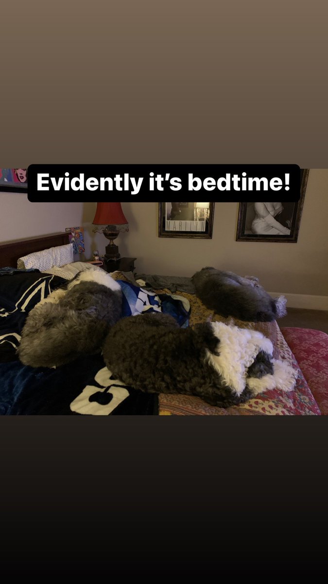 strokersdallas's tweet photo. Three old English sheep dogs, “You girls save some room for Mom &amp; Dad!” @strokersdallas #RickFairless #StrokersDallas #StrokersIceHouse #PunchWallyGarage #OldEnglishSheepDog #IrvingTexas #MakeRoomForDaddy https://t.co/U2Xa6BuKyZ