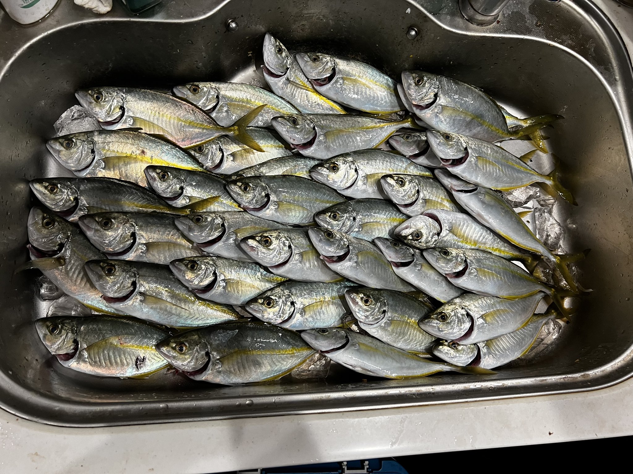 カゴ釣り Twitter Search Twitter