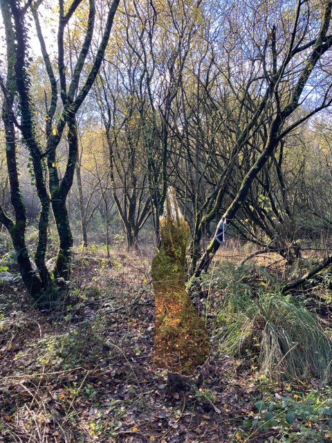 Be sure to visit this beautiful sculpture by KinShip Artist Maeve Lynch in Tramore Valley Park as part of the KinShip Winter Weekend. The colours in the sculpture are stunning.

#kinshipwinterweekend

#kinshipproject