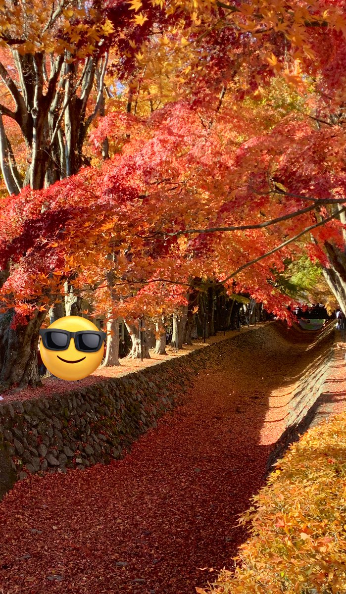 WmFta's tweet photo. 河口湖の紅葉
グラデーションを楽しみました https://t.co/r6Ixx6alZR