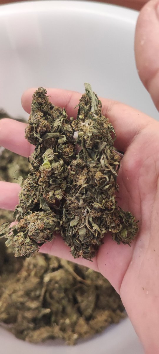 Uniprotra's tweet image. ช่อดอกกรีนเเคร๊ก งานต้นฤดูหนาว
10   กรัม  200   บาท
20   กรัม  300   บาท
50   กรัม  550   บาท
100 กรัม  1000  บาท
#กัญชา #กรีนแคร็ก #กัญชาอัดแท่ง