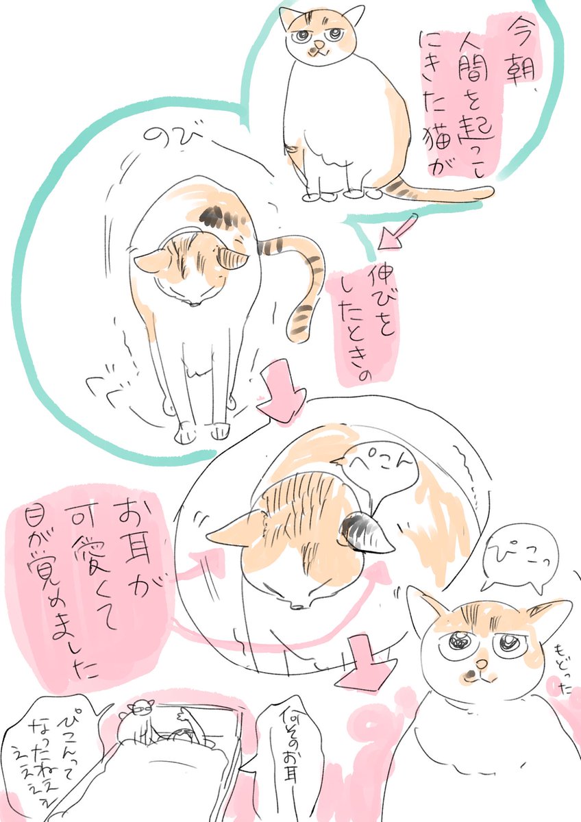 寒くなってから猫の腹時計がバグってるのかam5:00とかにご飯の催促に猫が来ます
今朝はお耳が可愛くて目が覚めましたというrkgk
毎日いくつも新しい可愛いを見せつける猫がすごいです
猫って可愛さがすごいです