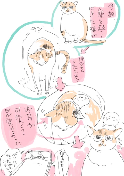 寒くなってから猫の腹時計がバグってるのかam5:00とかにご飯の催促に猫が来ます
今朝はお耳が可愛くて目が覚めましたというrkgk
毎日いくつも新しい可愛いを見せつける猫がすごいです
猫って可愛さがすごいです 