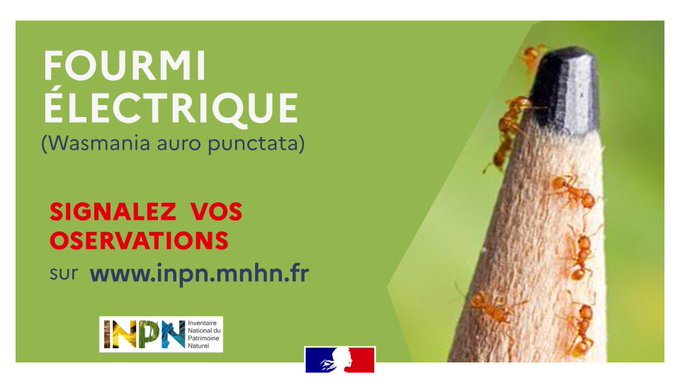 Prefet83's tweet photo. #Fourmi | ⚠ La fourmi électrique, une espèce envahissante, a été découverte à #Toulon. 
👁 Pour estimer les zones envahies, l'Inventaire National du Patrimoine Naturel lance un appel pour recueillir vos observations 👉https://t.co/G0aZueQ0Vp https://t.co/AD7vJ6mUWG