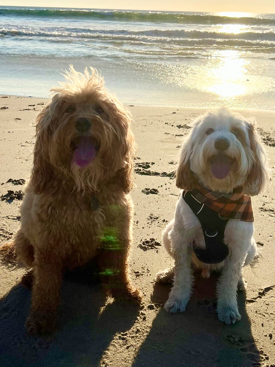 WinstonDaDoodle's tweet photo. Please follow @siroliverdadoodle and me on Instagram! Here are our tags and QR codes! 🙏🙏🙏 https://t.co/TVtRIDqLKg