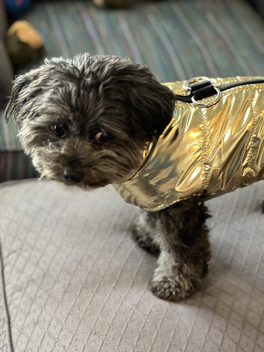 LoraBethWrites's tweet photo. Coco’s not a fan of her new coat. https://t.co/OtH3piEd1s