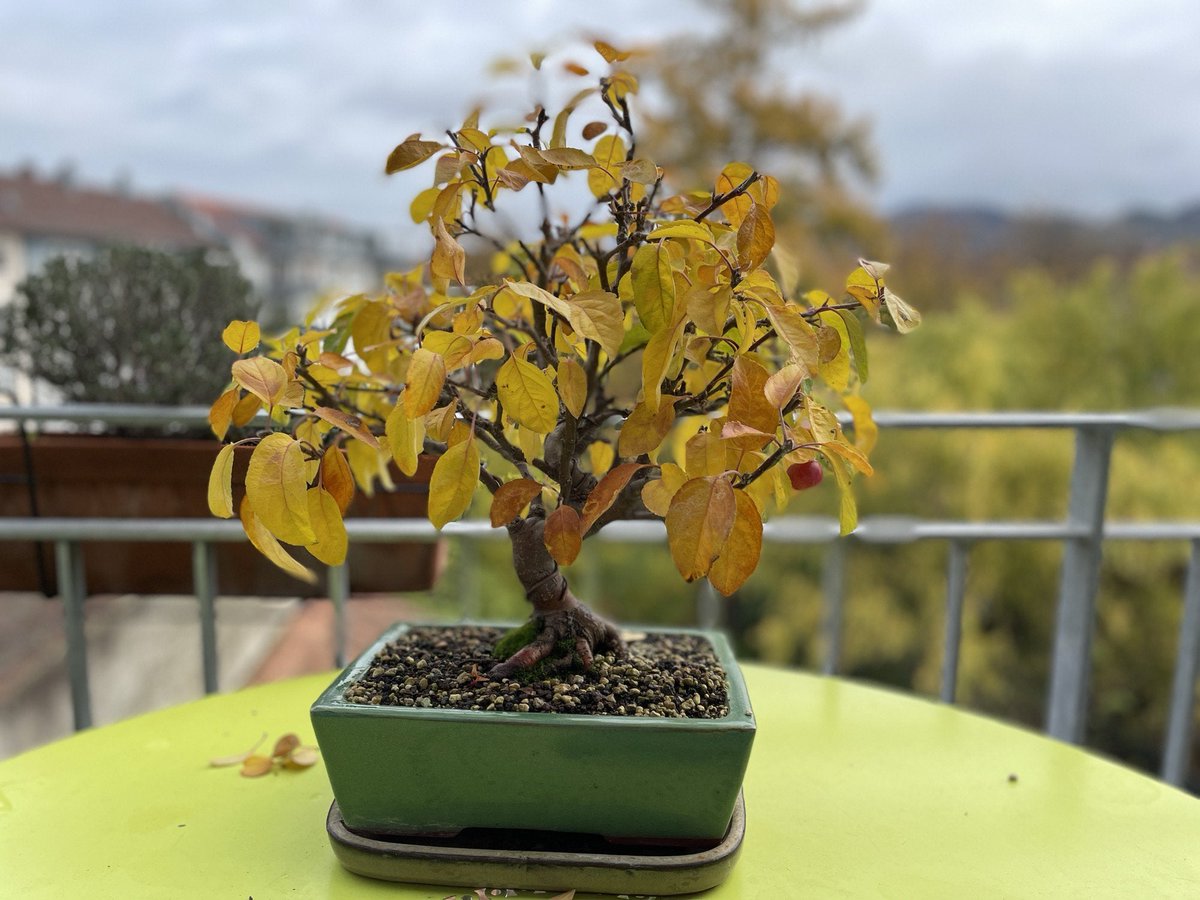 Autumn crabapple
reddit.com/yz8h4w