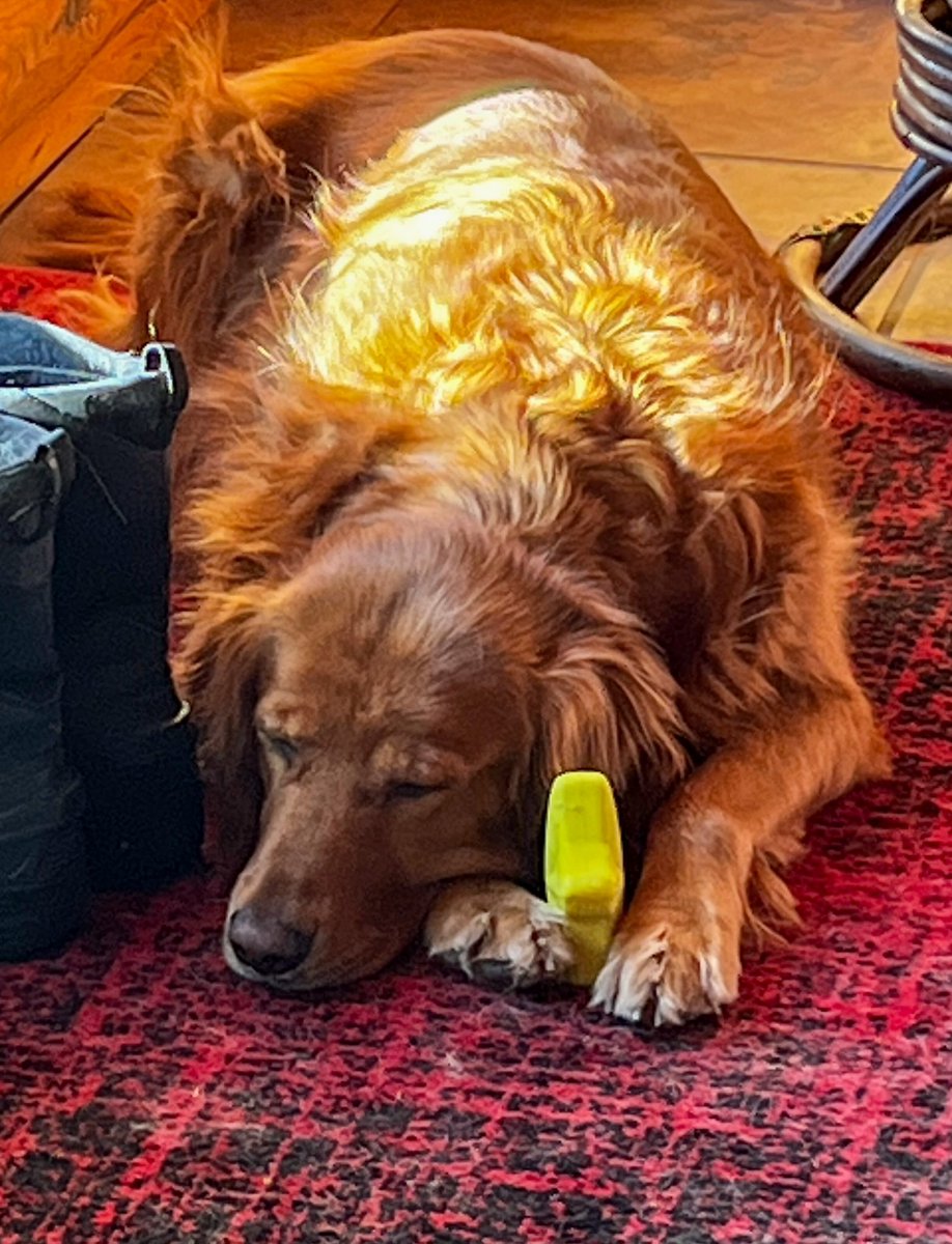 “Chewing will resume after a short nap break “. 
 (Maybe a longer break- Remi is currently snoring 🎉😊)
<a href="/barkbox/">BarkBox</a>