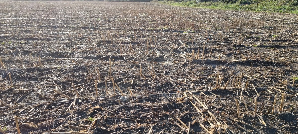 Spot the difference 👀 
Maize stubble with <a href="/DLF_IRL/">DLF Seeds IRL</a> Regener8 cover crop (sown 28th Sept) VS maize stubble no cover crop.
Both fields side by side 😏 #givingback #regenerativeagriculture