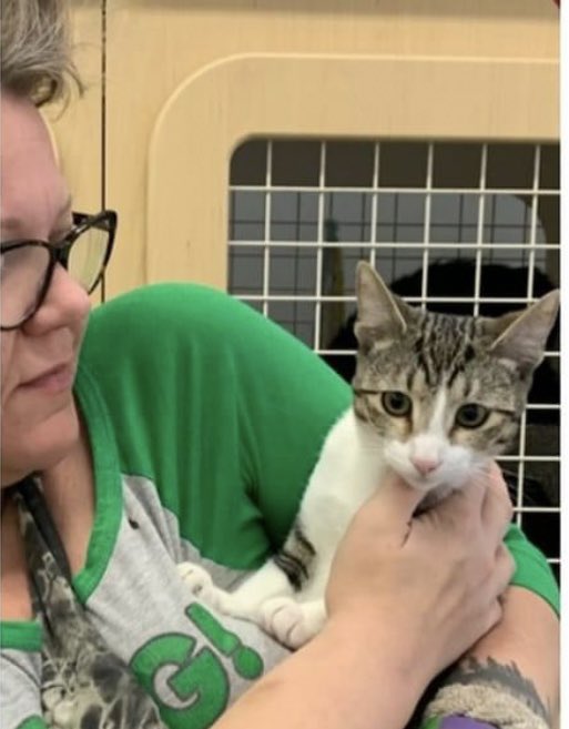 stcazvolunteers's tweet photo. CONGRATULATIONS Juno &amp; Mr. Pheebs! They are going forever home together and we are thrilled! 💜 #CatsOfTwitter #Rescue #AdoptDontShop https://t.co/Gq7M7FQjpS