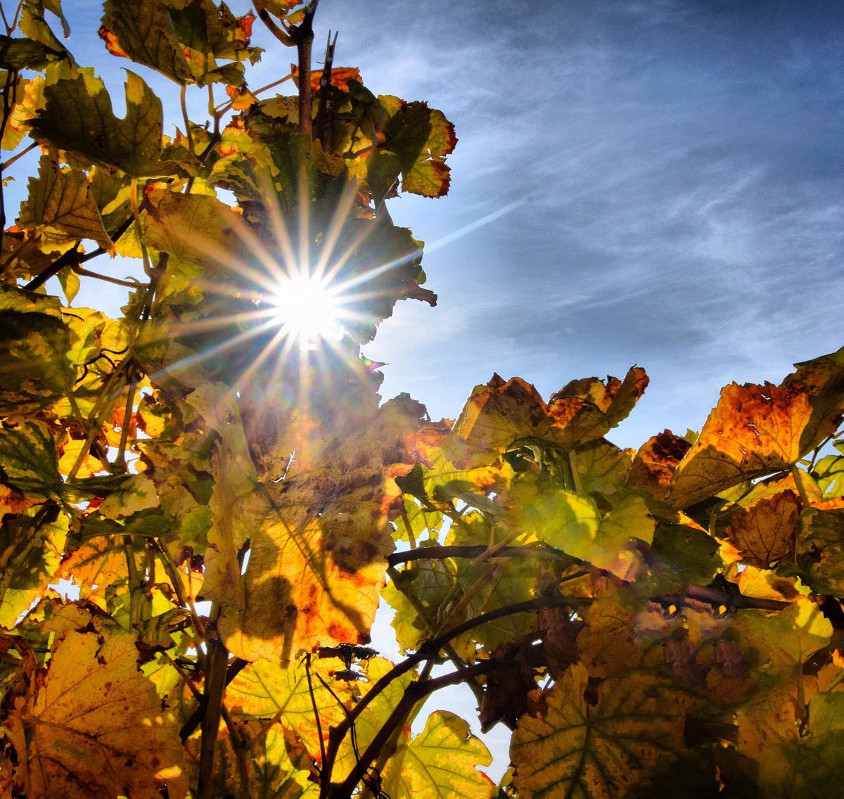 farmershive's tweet photo. Shining through ☀️
Learn more about the changing environment as it happens with some help form Farmer’s Hive. Get in contact & learn how we make it happen. 📲
#farmershive #environment #farm #harvest #digital #asset #vineyard #grow #fall #farm #iot #data #cloud #realtime #emaas https://t.co/TRvjjPDBg3