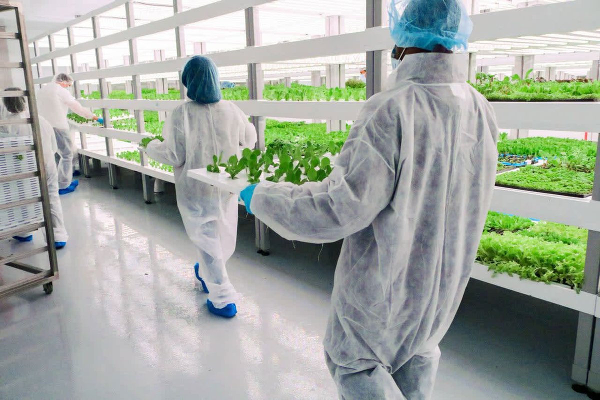verticafarming's tweet photo. The vertical farming is the best option to grow #vegetables with significant #water savings #verticalfarming #agriculturavertical #fermeverticale La #agricultura vertical es la mejor opcion para cultivar verduras con un importante ahorro de #agua 🥬🥬🥬 https://t.co/fSulORbfcV