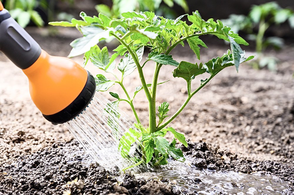 verticafarming's tweet photo. The vertical farming is the best option to grow #vegetables with significant #water savings #verticalfarming #agriculturavertical #fermeverticale La #agricultura vertical es la mejor opcion para cultivar verduras con un importante ahorro de #agua 🥬🥬🥬 https://t.co/fSulORbfcV