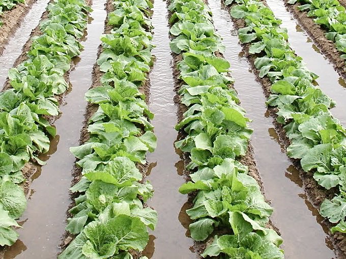 verticafarming's tweet photo. The vertical farming is the best option to grow #vegetables with significant #water savings #verticalfarming #agriculturavertical #fermeverticale La #agricultura vertical es la mejor opcion para cultivar verduras con un importante ahorro de #agua 🥬🥬🥬 https://t.co/fSulORbfcV