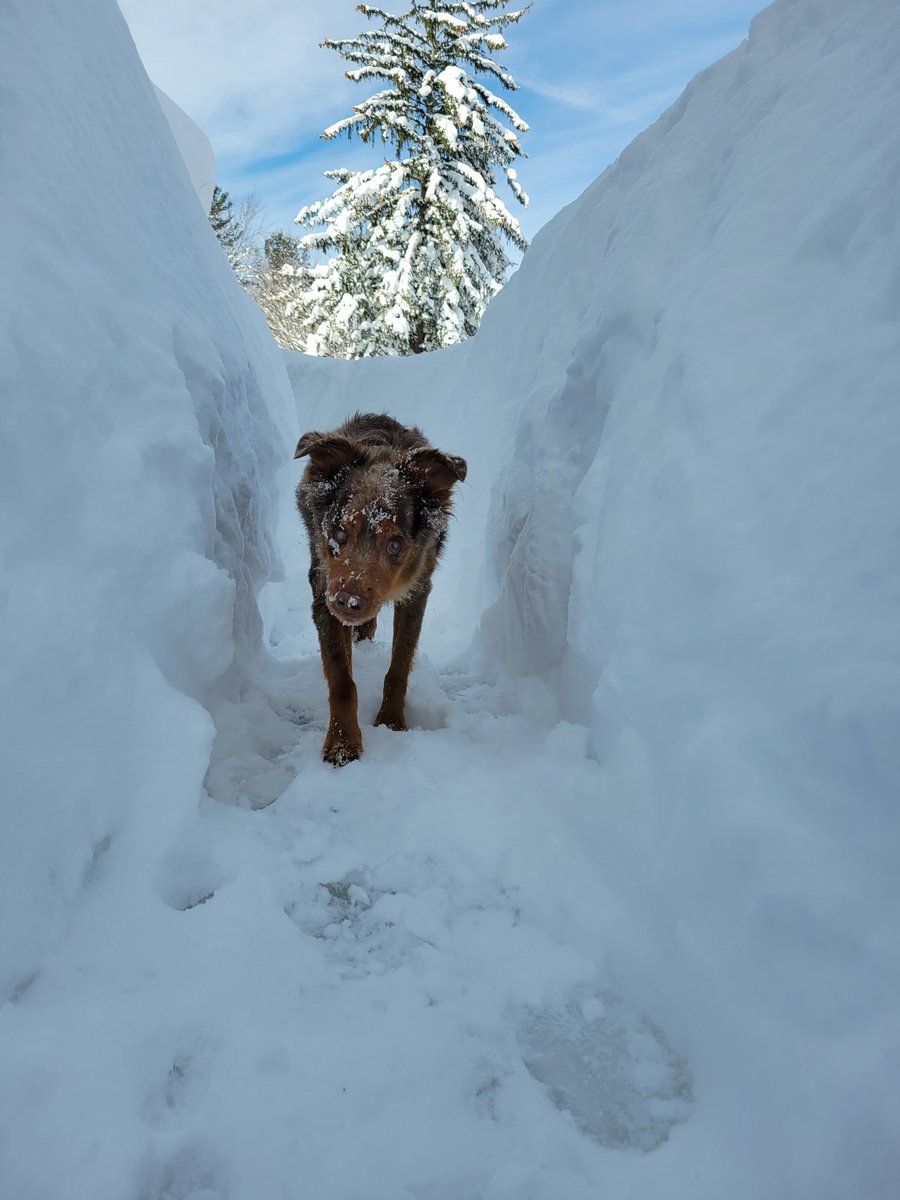 Tunnels for my Rosa💖 #Snowdrop #OrchardPark #BuffaloStorm2022 #aussie