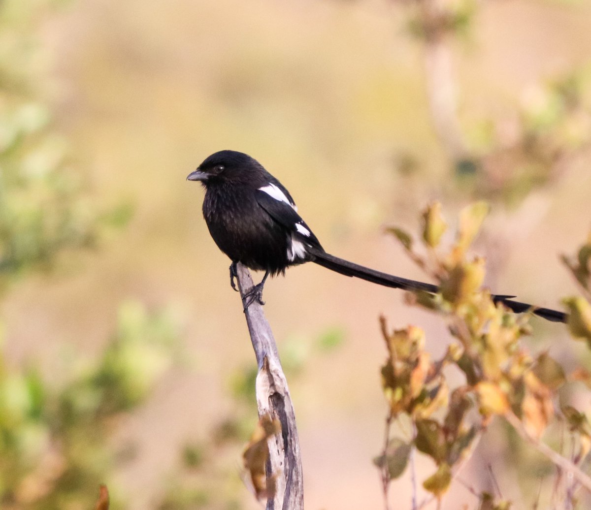 Rochelle Lubbe tweet media