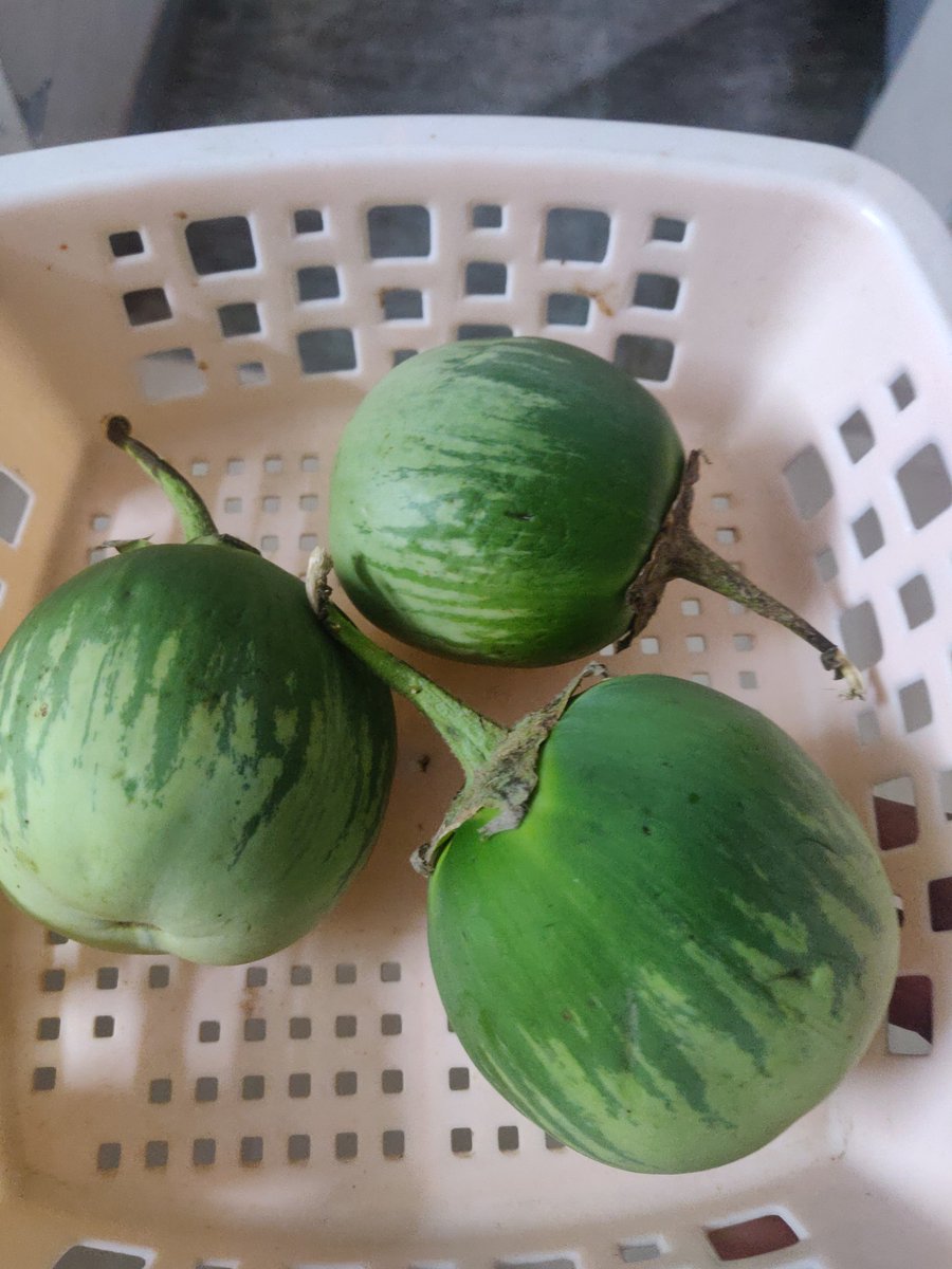 reader_wanderer's tweet photo. A visit to Mangalore stores...#MattuGulla
Tweeps, can you share your favourite traditional recipes for the same? 
@anilbhatortho @krshnasya @Krshbhakt @rajcaar https://t.co/lGtJCJQCO7