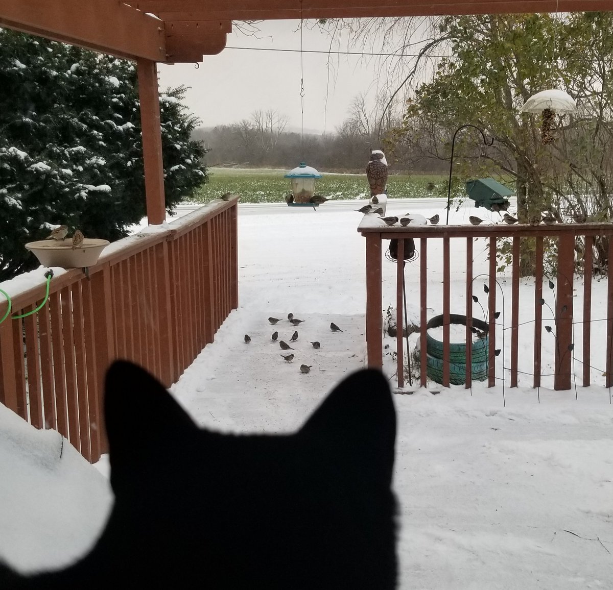 vintagepix's tweet photo. #Caturday report: snow on the set of #BirdfeederTV this week. @yourevilcats has several channels to chose from. 
#CatsOfTwitter #BlackCat #SpoiledCat https://t.co/OWSj8rTdkI