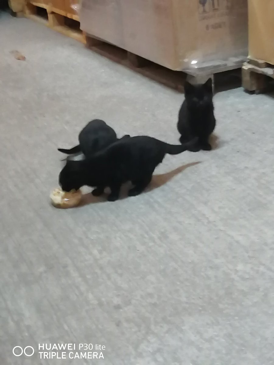 Merhaba Çorlu ve çevresinde görüşmek isteyen sınırsız bayan veya eskort varmıdır ücret sorun değil güzel bir zaman geçirmek istiyorum dm açık
#çorlu
#Tekirdağ
#Lüleburgaz
#Çorlupasif
#corluesc