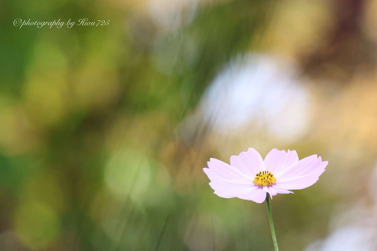 Hiou725's tweet photo. 今シーズン最期の秋桜です😊
#長居植物園 #秋桜 #コスモス #花 #EOSR7 #RF35 #RF100400F8 https://t.co/KcboqBaFYJ