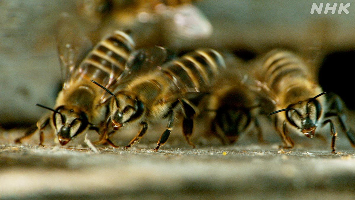 藪の中のミツバチから蜂蜜を集めるのに最適な月は何月ですか?