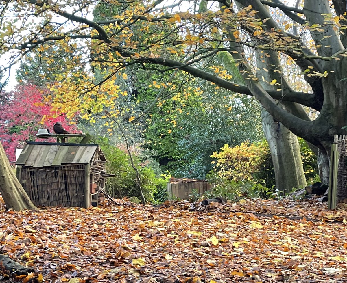 KarenMBoardman's tweet photo. We are so lucky here @EHU_FOE to have such wonderful outdoor teaching space #ForestEdge for our Early Years Education students! https://t.co/iDqF9txx6j