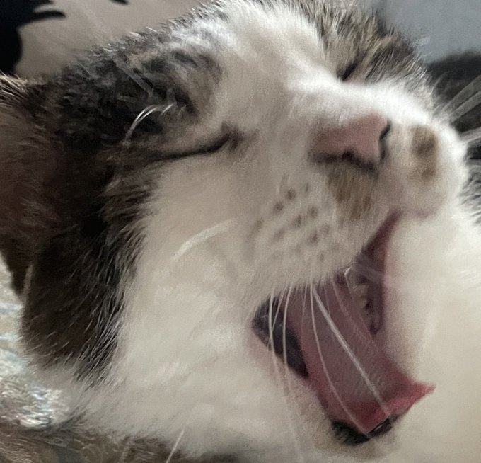 ごめん今日の配信22:30からにする〜!仮眠させて〜!!詫び猫 