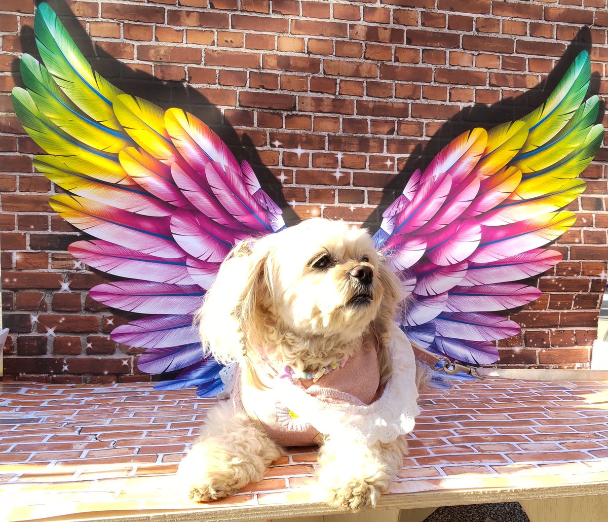 tamo_chan2001's tweet photo. 農業祭の一番の収穫🥰
#わんこ #ペキプー #ペキニーズ #トイプードル #犬 #ペット #かわいい #peekapoo #pekapoo #cutedog #poodle #pekingese #む~ #musica https://t.co/MFP61oeinj