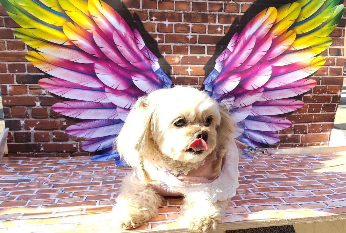 tamo_chan2001's tweet photo. 農業祭の一番の収穫🥰
#わんこ #ペキプー #ペキニーズ #トイプードル #犬 #ペット #かわいい #peekapoo #pekapoo #cutedog #poodle #pekingese #む~ #musica https://t.co/MFP61oeinj