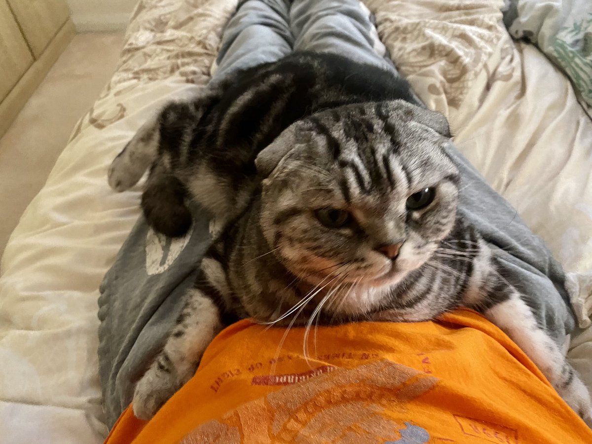 bao_bao_bun's tweet photo. Fineโฆ Iโll make myself comfortable then ๐น #catsoftwitter #Caturday #bigbedtime https://t.co/qGc0lqaYuY