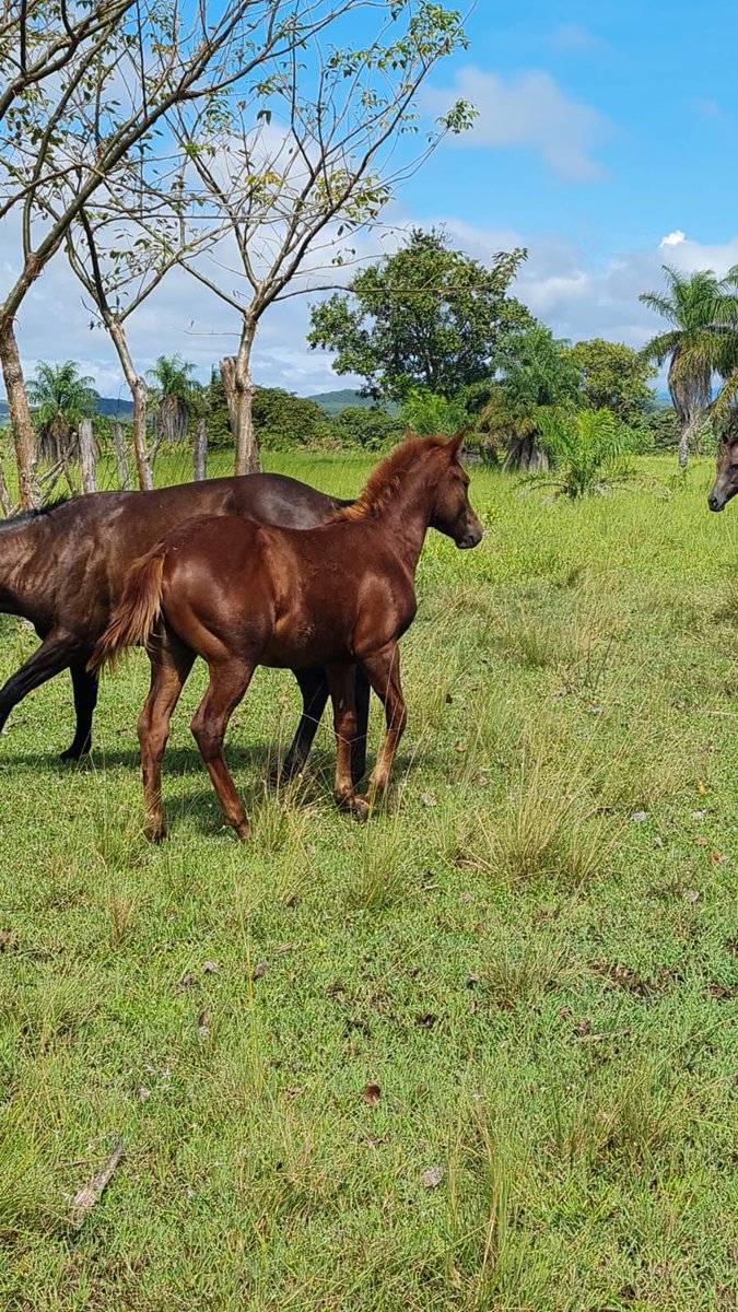 Julio E. Botello G. tweet media