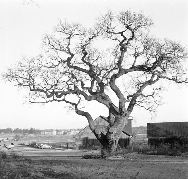OaksofSweden's tweet image. 1/ TV-EKEN is perhaps the most famous tree in Sweden and has featured in numerous debates, tv-shows and newspapers. The huge oak used to live a quiet life on a field just outside of Stockholm.⬇️
