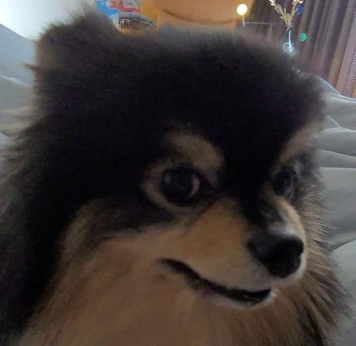 DearYou45730912's tweet photo. 그 아버지에 그 아들 같은 😬😵😵💫🥴🤣🥰
#BTSV #방탄소년단뷔 #KimTaehyung #김태형 #Taehyung #뷔 #V #KIMTAEHYUNG #TAEHYUNG #taehyung #taetae #v #taehyungie #BTS #BTSARMY #army #cutev #tata #lovetae #lovetaetae #btsforever #forbts #yeontan #yeontanday https://t.co/DlFU0vZqIq