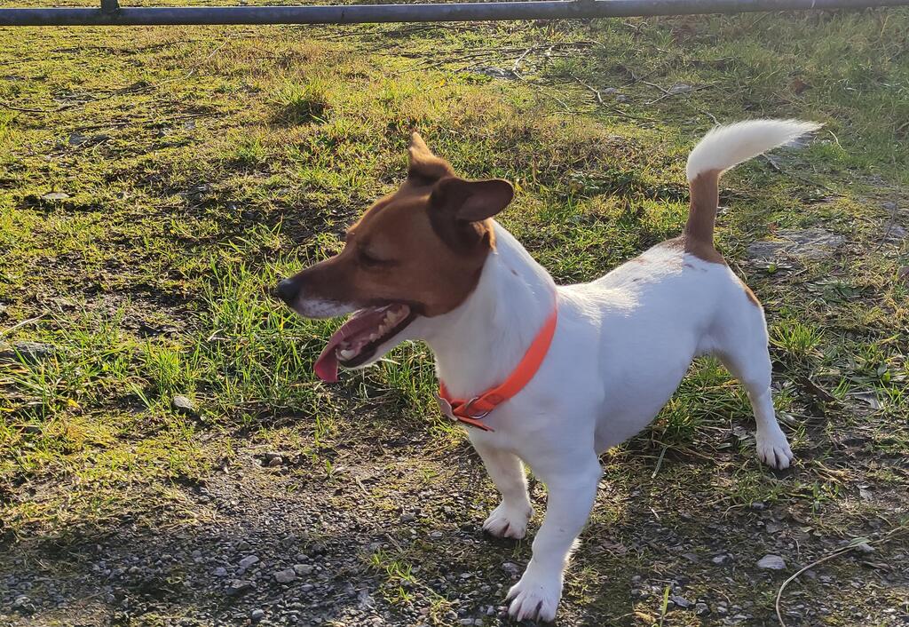 HandyScoopy's tweet photo. rate me 1 - 10 ❤️ 
#dogsoftwitter #dogs https://t.co/7E8OgjNr7c