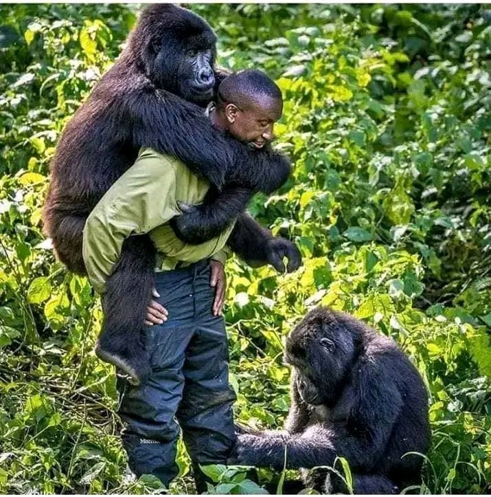 tukwa2's tweet photo. #savecongoRainForest🌳🌱
#saveendangeredspecies
#savemauForest🌳🌱
#savetheplanet🌍🌳🌱
#ClimateAction 
#ClimateEmergency https://t.co/cXHGZ3SLE2