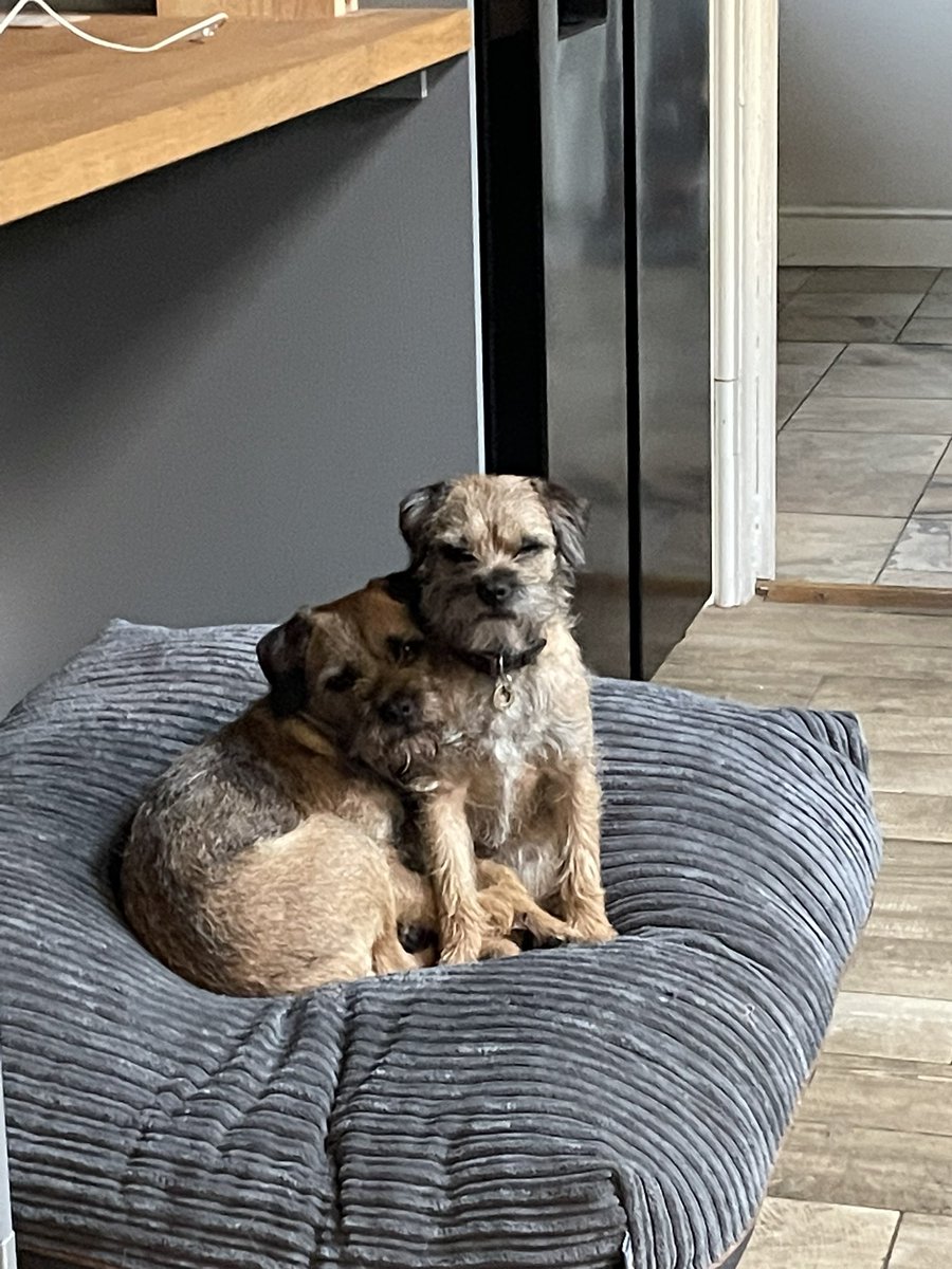 brackbramberrybeck #4 border terriers tweet media
