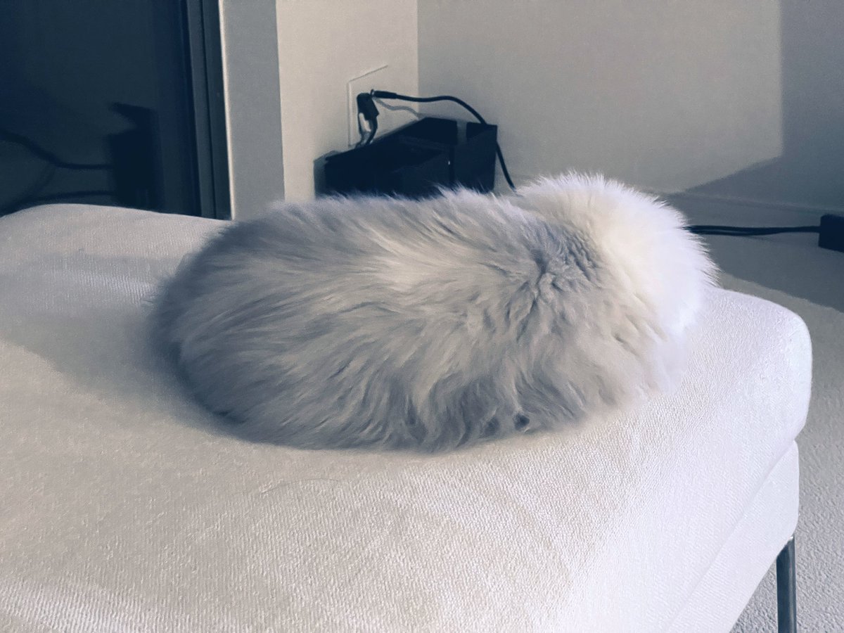 TokyoCatWalker1's tweet photo. 新しいクッション買った。
I bought a new cushion. https://t.co/7ePbnJxdwp