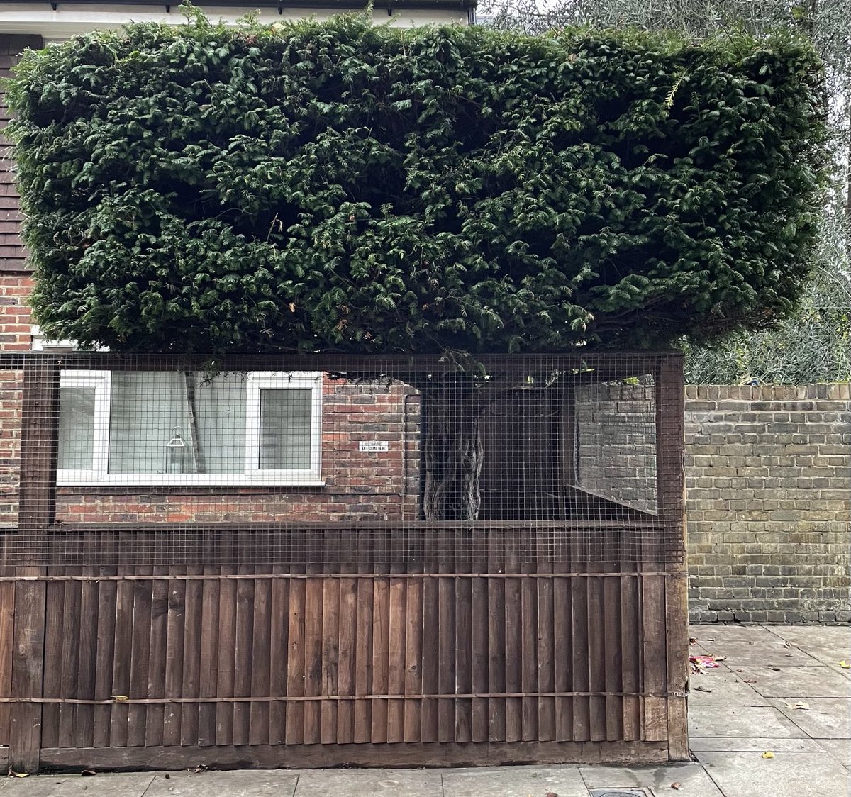 joannaofottawa's tweet photo. Life imitating logo: This yew tree I passed this morning had ‘Elsevier’ written all over it.
#yewtrees #Elsevier #logos #urbanwalks #eastlondon https://t.co/xdQJbQfrdH